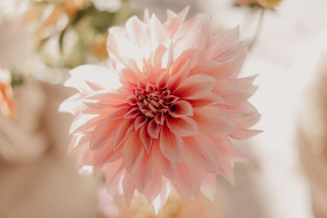𝑪𝒂𝒇𝒆́ 𝒂𝒖 𝑳𝒂𝒊𝒕 𝑫𝒂𝒉𝒍𝒊𝒆 🤍

reine Perfektion, reine Schönheit.

diese Schönheit würde eingefangen von der talentierten @elisaertlfotografie 

#flowerlover #bioblumen #slowflowers